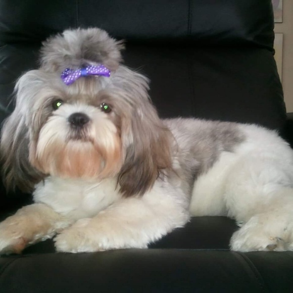 Meet your Posher, Cheryl - Picture 1 of 1